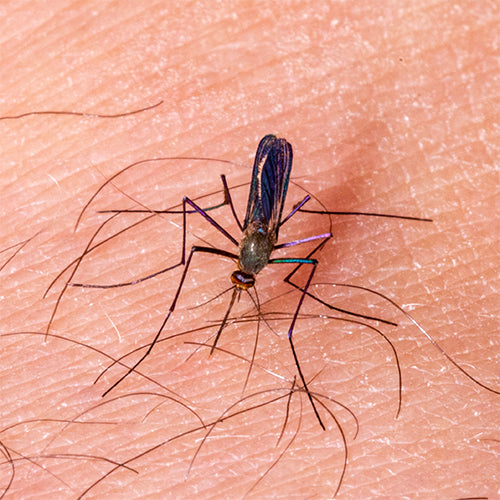 A Guide to Homeopathic Remedies for Dengue Recovery