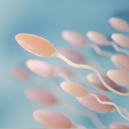 Know More About Natural Ways to Manage Sperm Health and Fertility