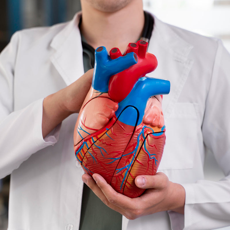 Heart & Blood Circulation